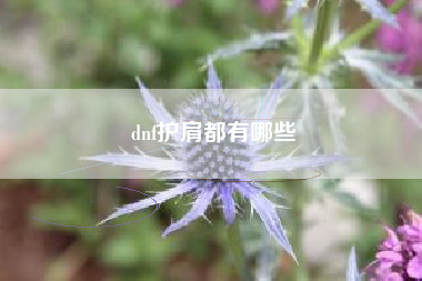 dnf护肩都有哪些