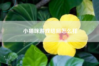 小猫咪游戏结局怎么样