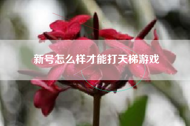 新号怎么样才能打天梯游戏