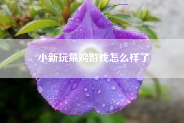 小新玩菜鸡游戏怎么样了