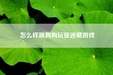 怎么样跟狗狗玩捉迷藏游戏