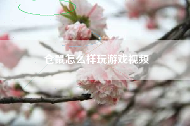 仓鼠怎么样玩游戏视频