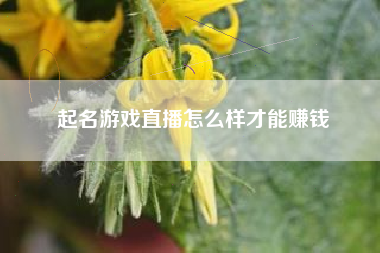 起名游戏直播怎么样才能赚钱