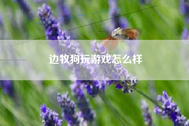 边牧狗玩游戏怎么样